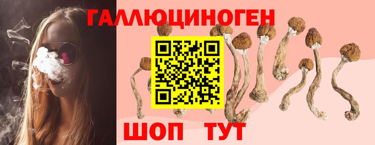 Галлюциногенные грибы Psilocybe Клинцы